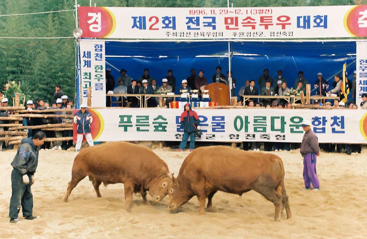 제2회 전국 민속투우 대회