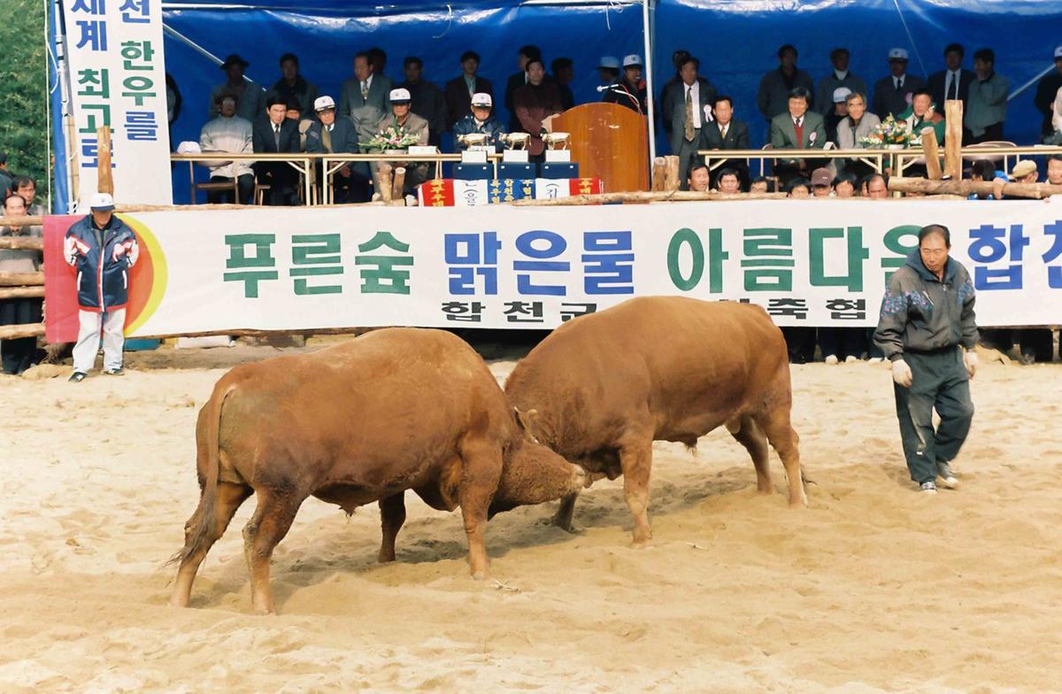 제2회 전국 민속투우 대회