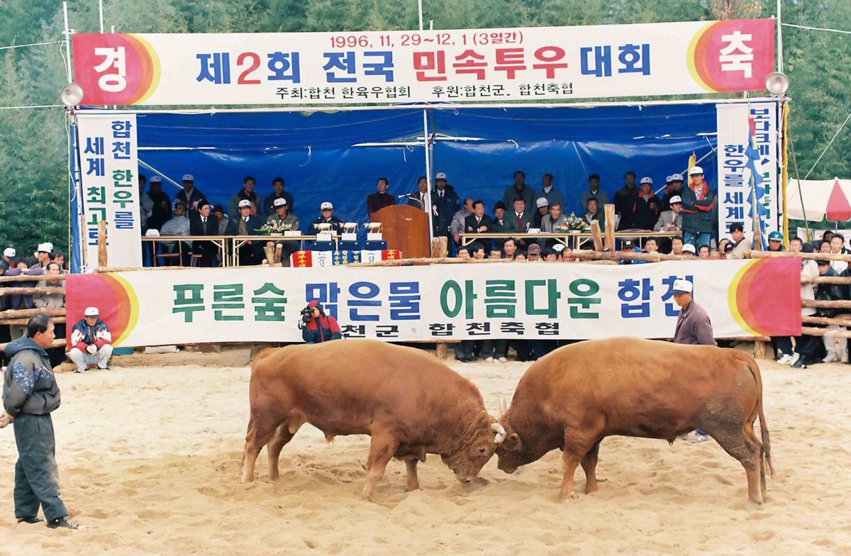 제2회 전국 민속투우 대회