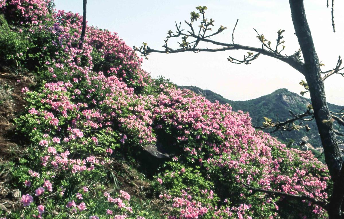 행사