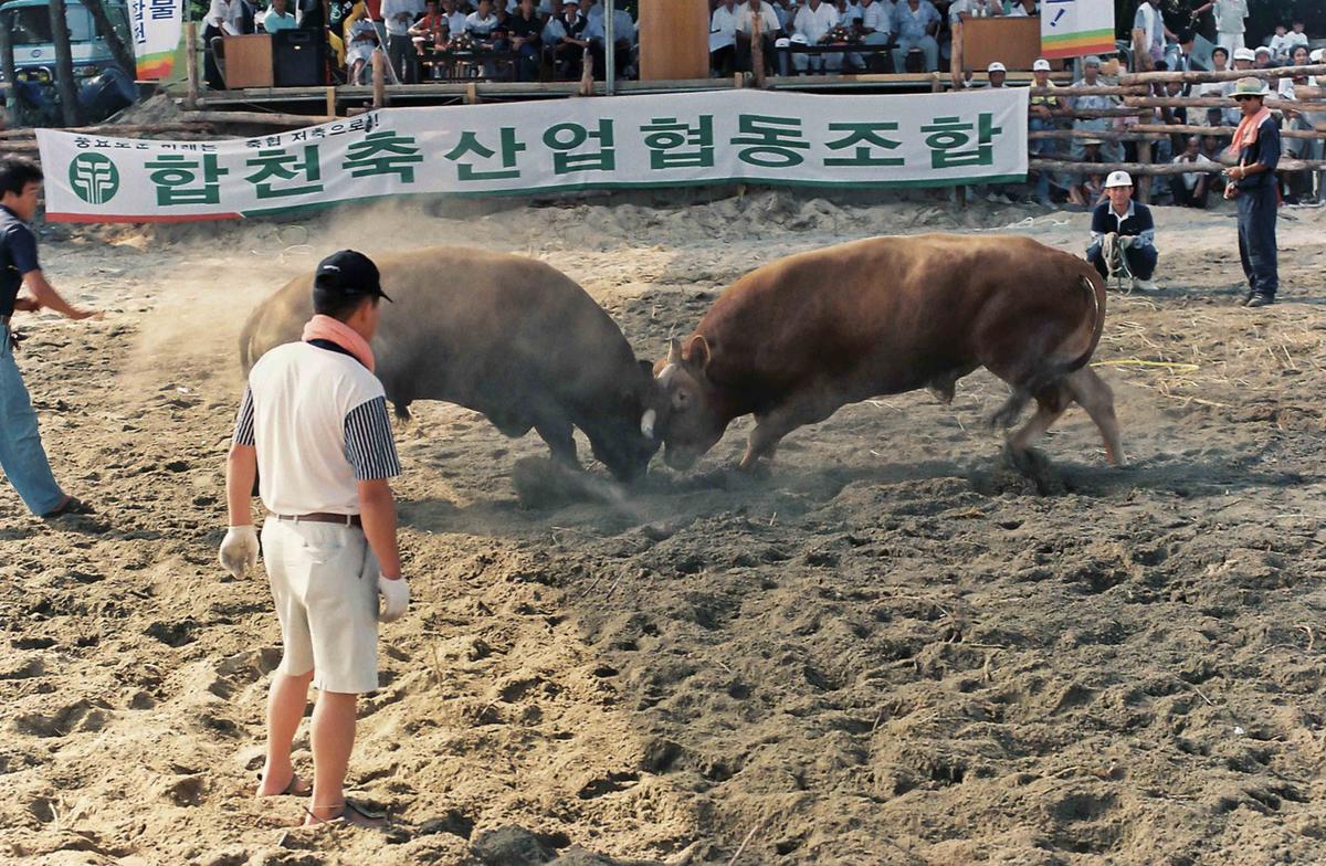 소싸움