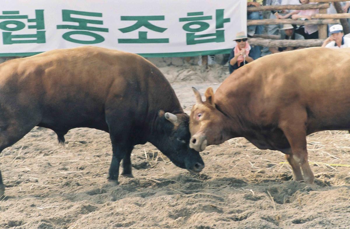 소싸움