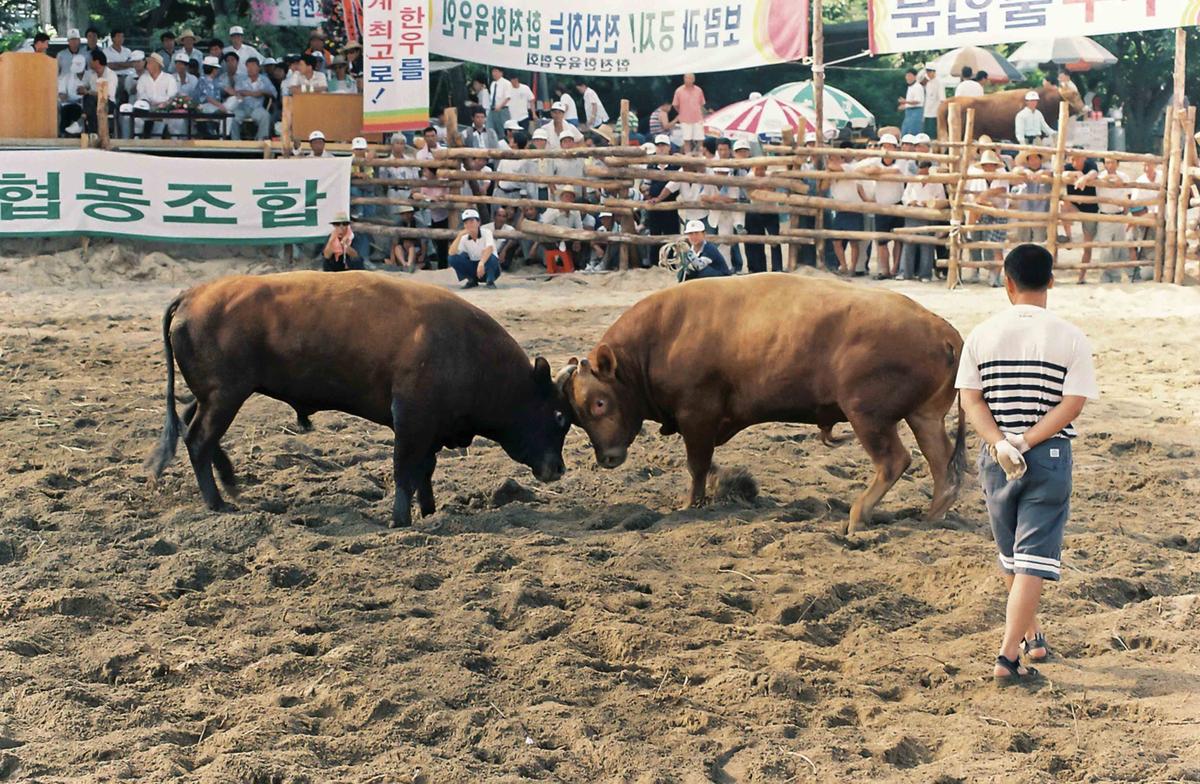 소싸움