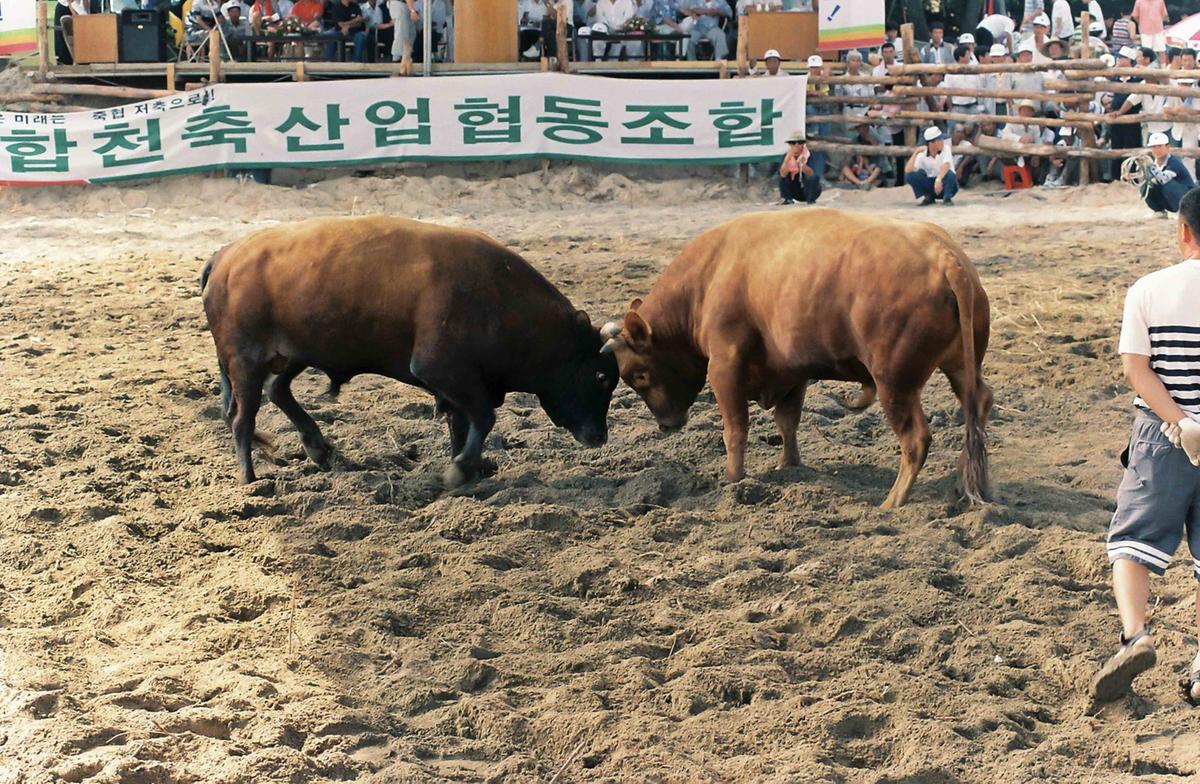 소싸움