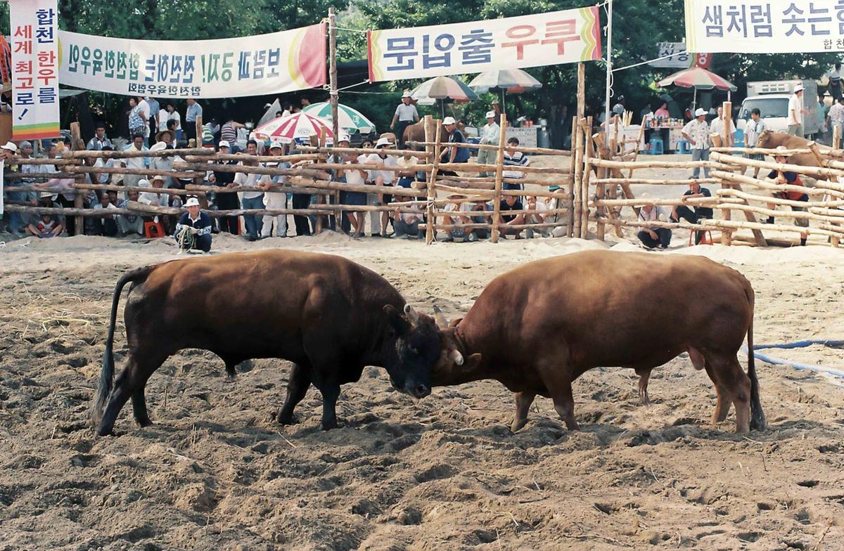 소싸움