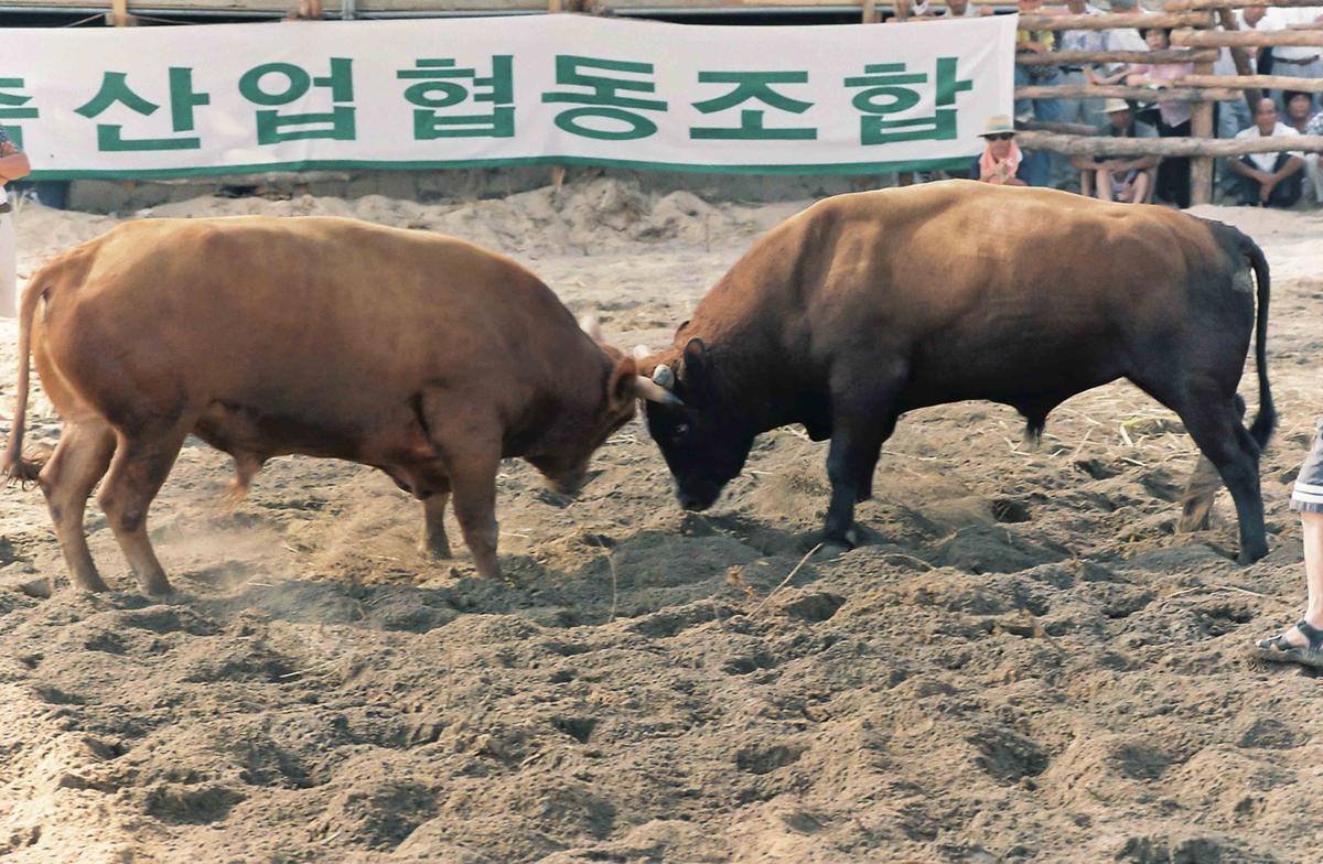 소싸움