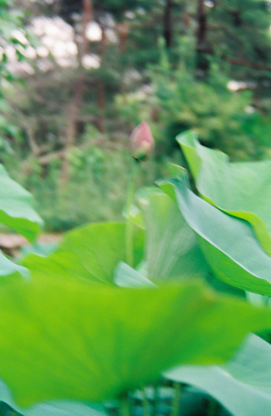연잎