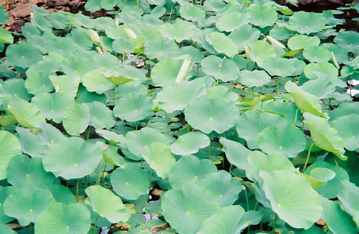 연잎