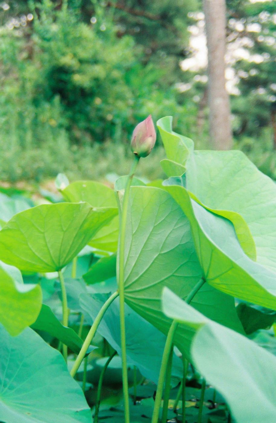 연잎