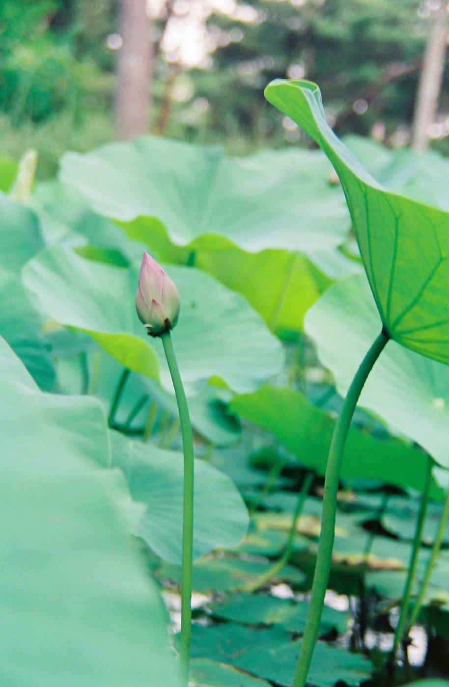 연잎