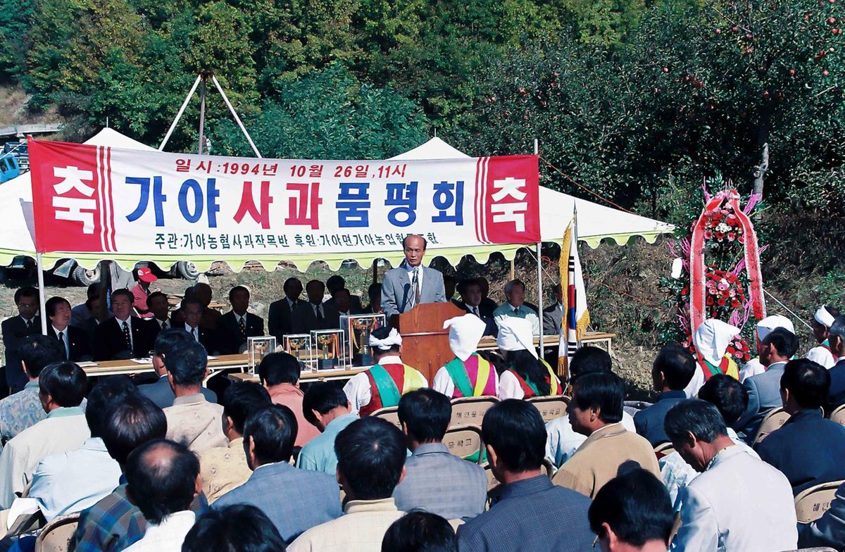 가야 사과 품평회