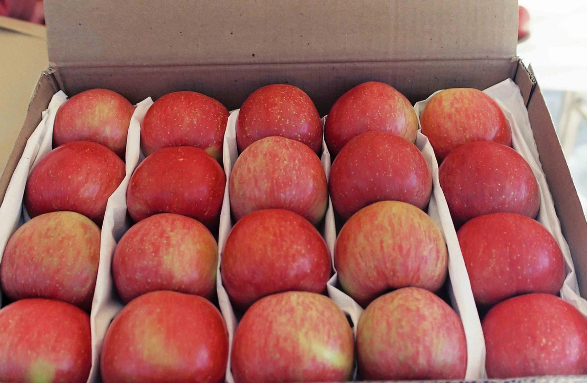 가야 사과 품평회