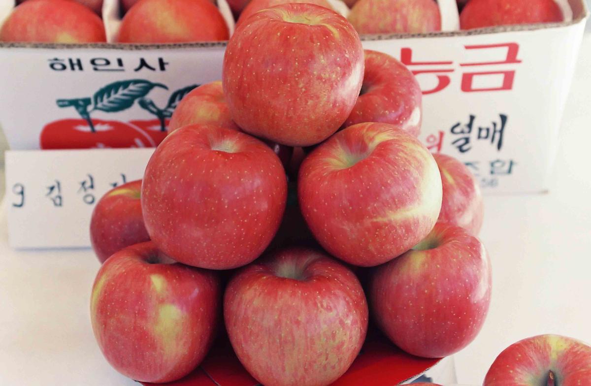 가야 사과 품평회