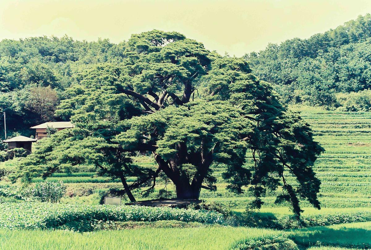 풍경