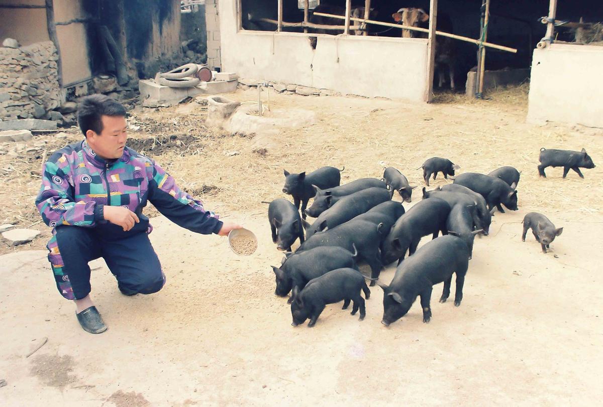 흙돼지농장