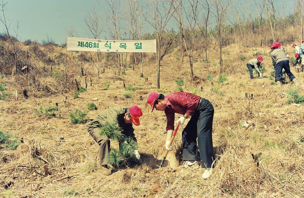 '91 제46회 식목일