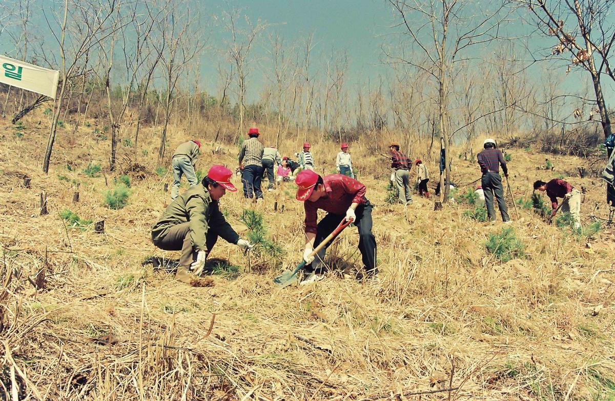 '91 제46회 식목일