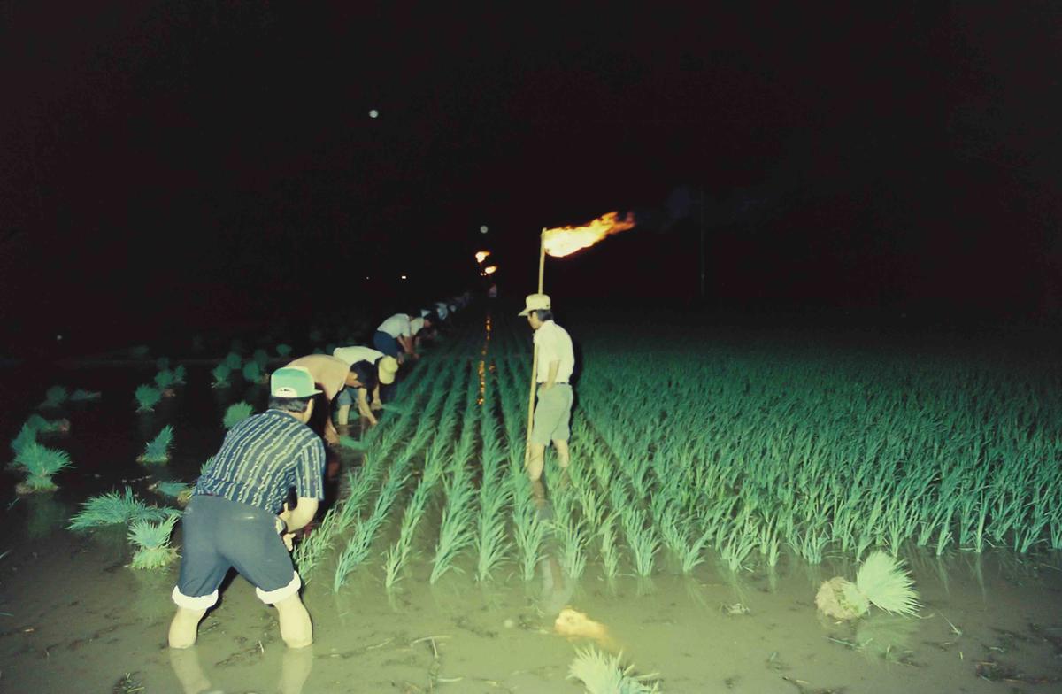 모내기