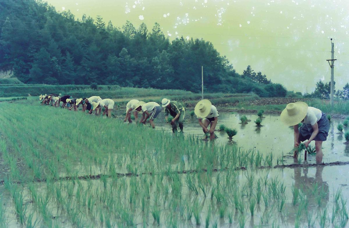 모내기