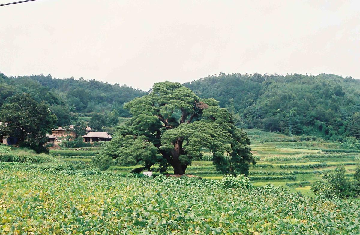 문화재나무