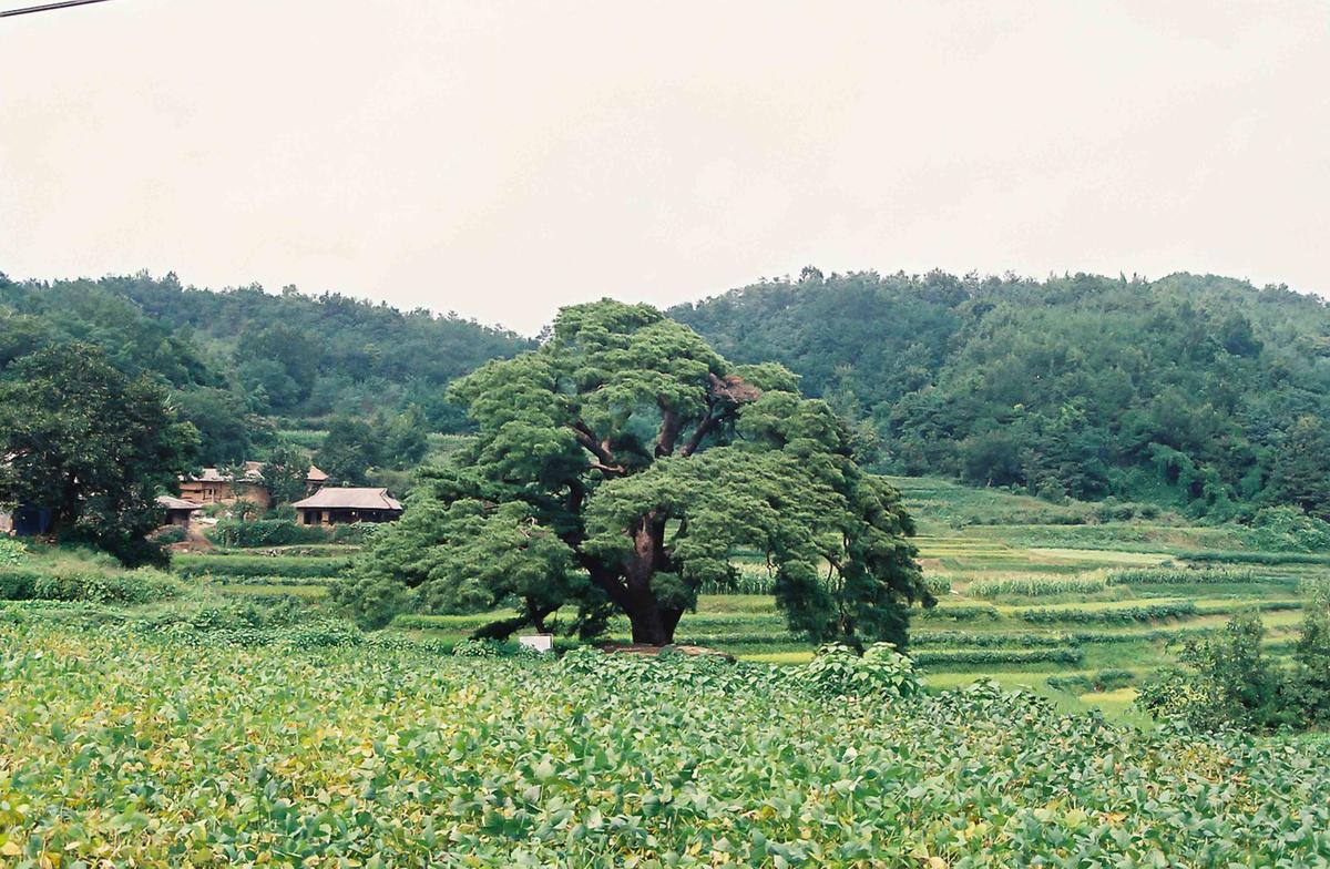 문화재나무