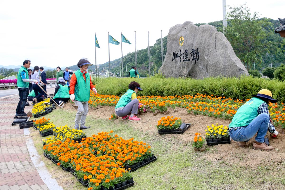 새마을운동합천군지회 2차 여름꽃 식재