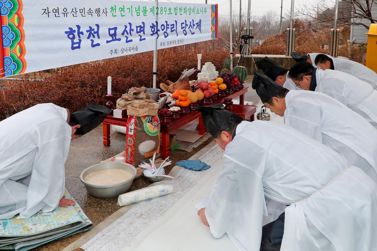 합천 화양리 소나무 나곡마을 동제 행사