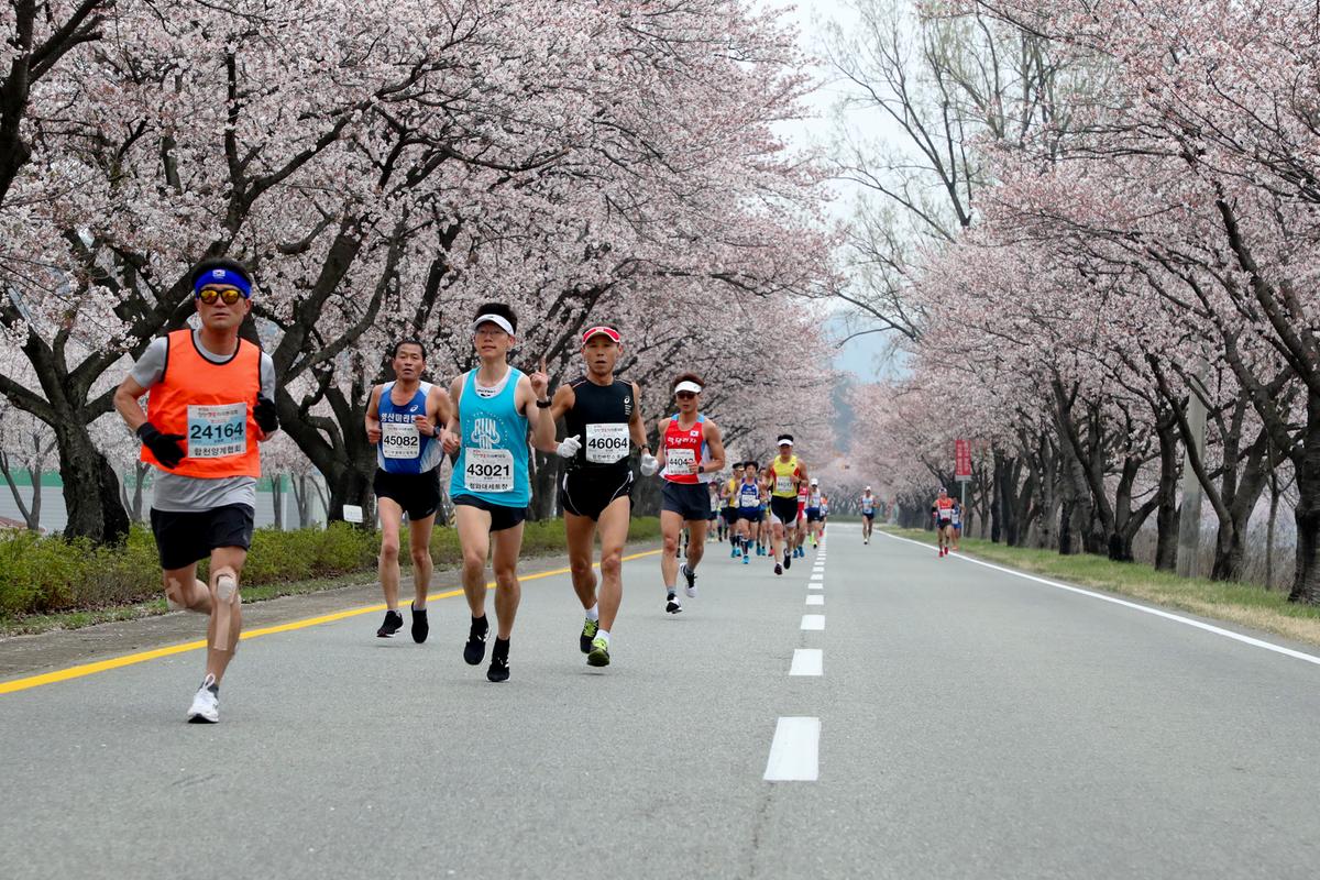 제18회 합천벚꽃마라톤 대회1