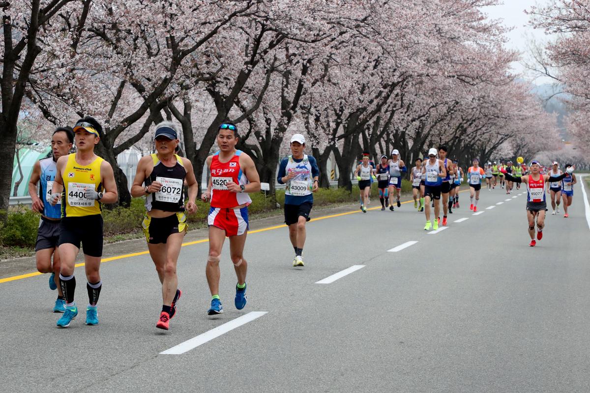 제18회 합천벚꽃마라톤 대회1