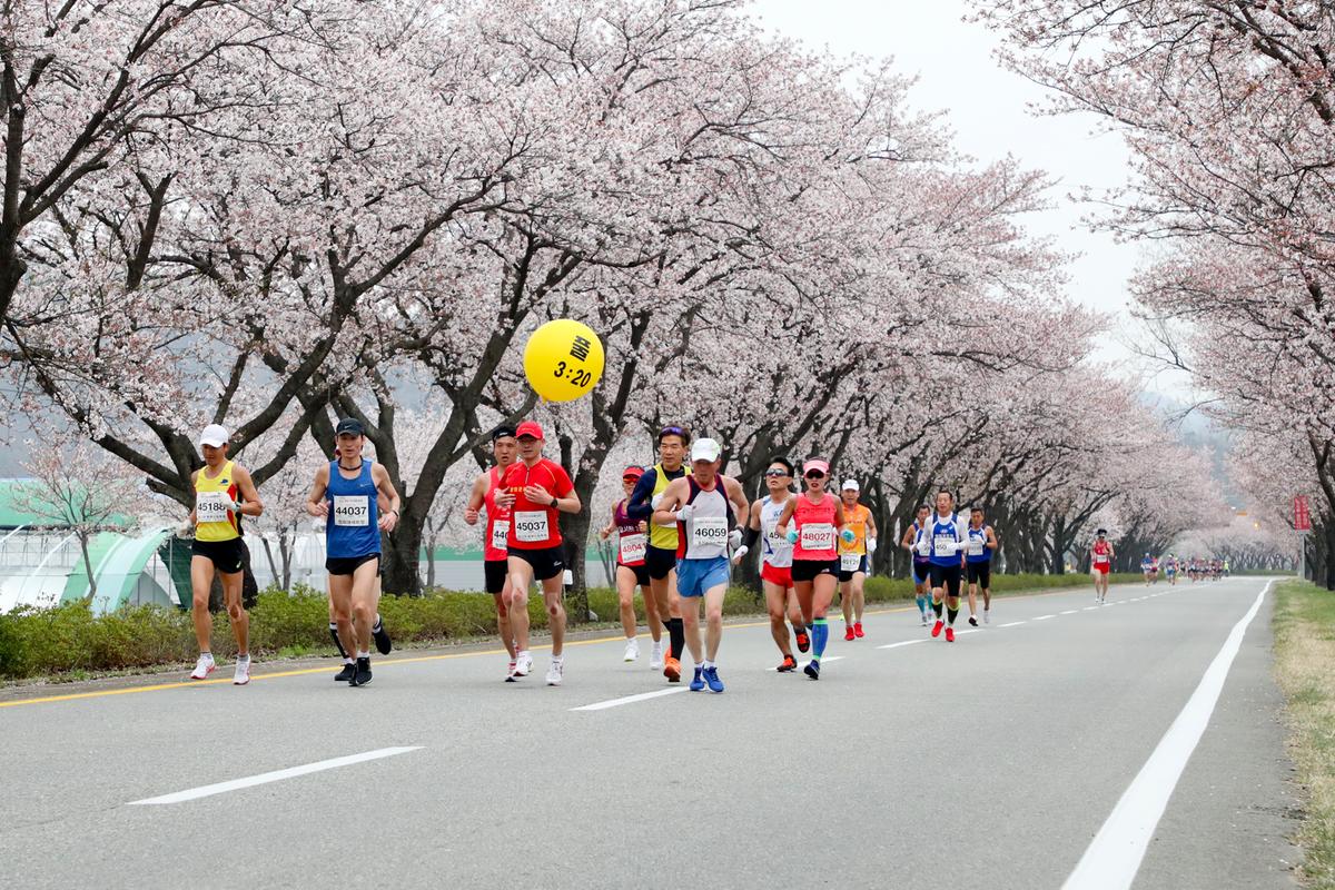제18회 합천벚꽃마라톤 대회1