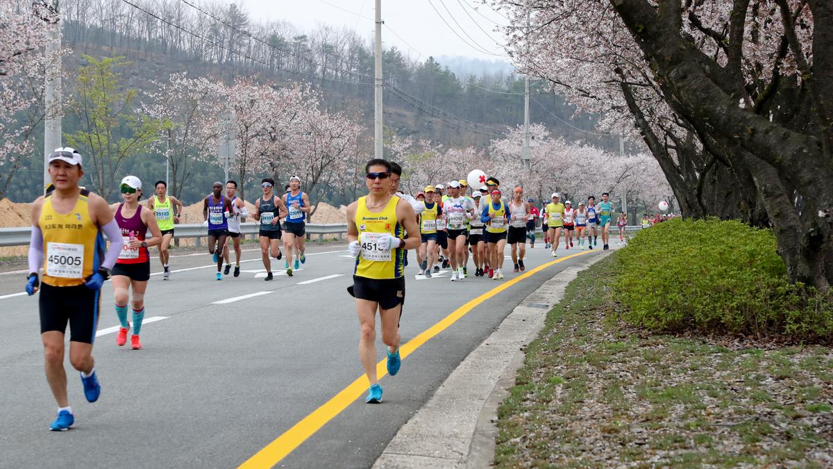 제18회 합천벚꽃마라톤 대회2