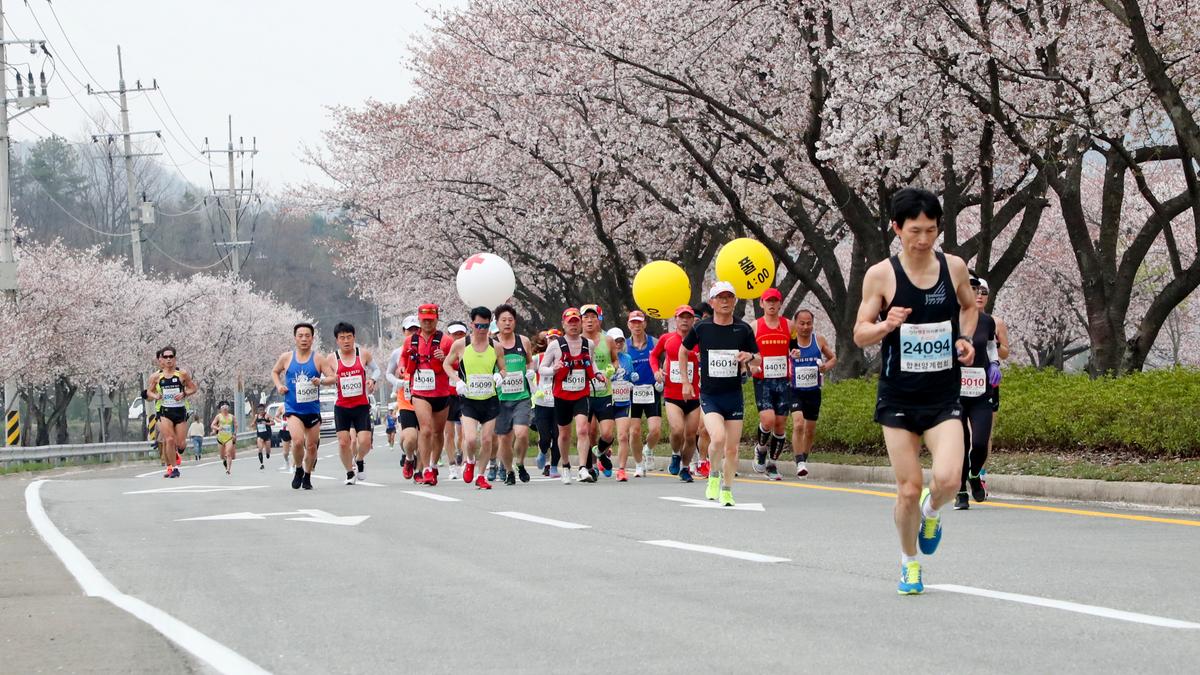 제18회 합천벚꽃마라톤 대회2