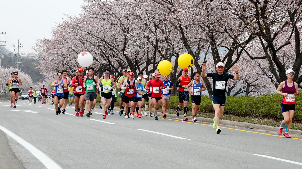 제18회 합천벚꽃마라톤 대회2