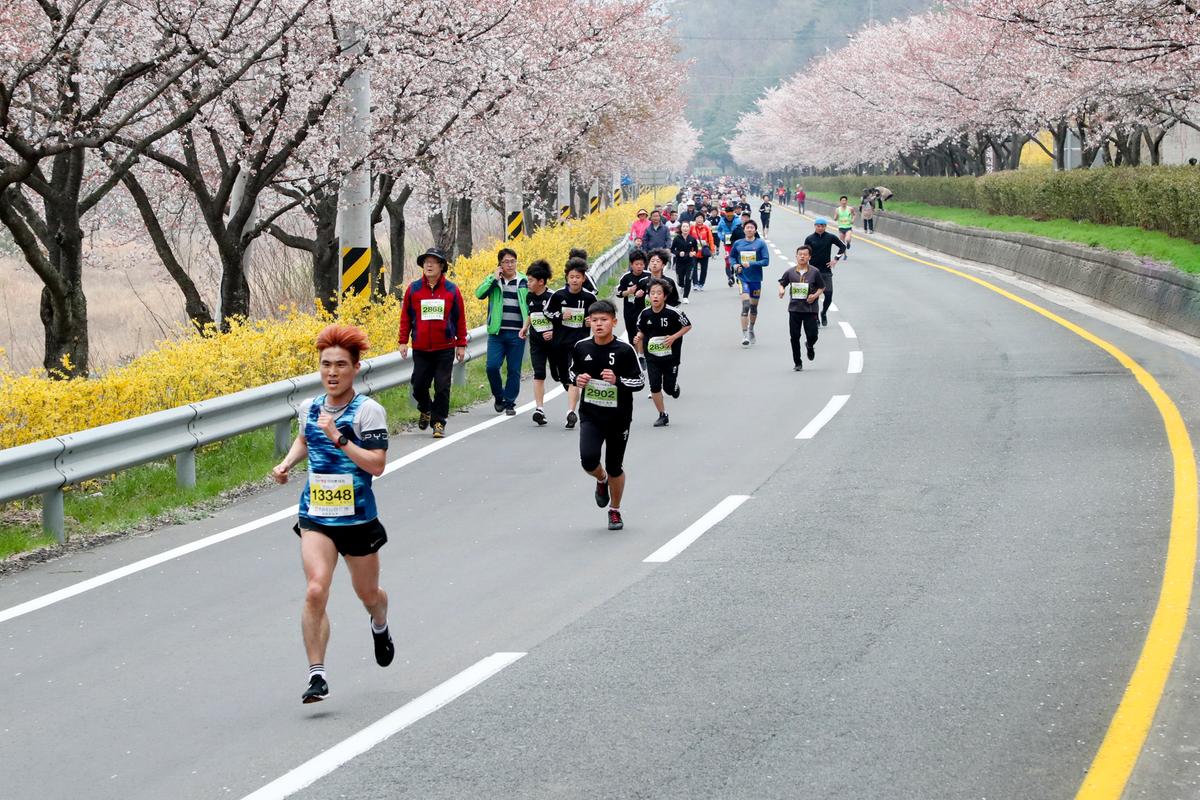 제18회 합천벚꽃마라톤 대회2