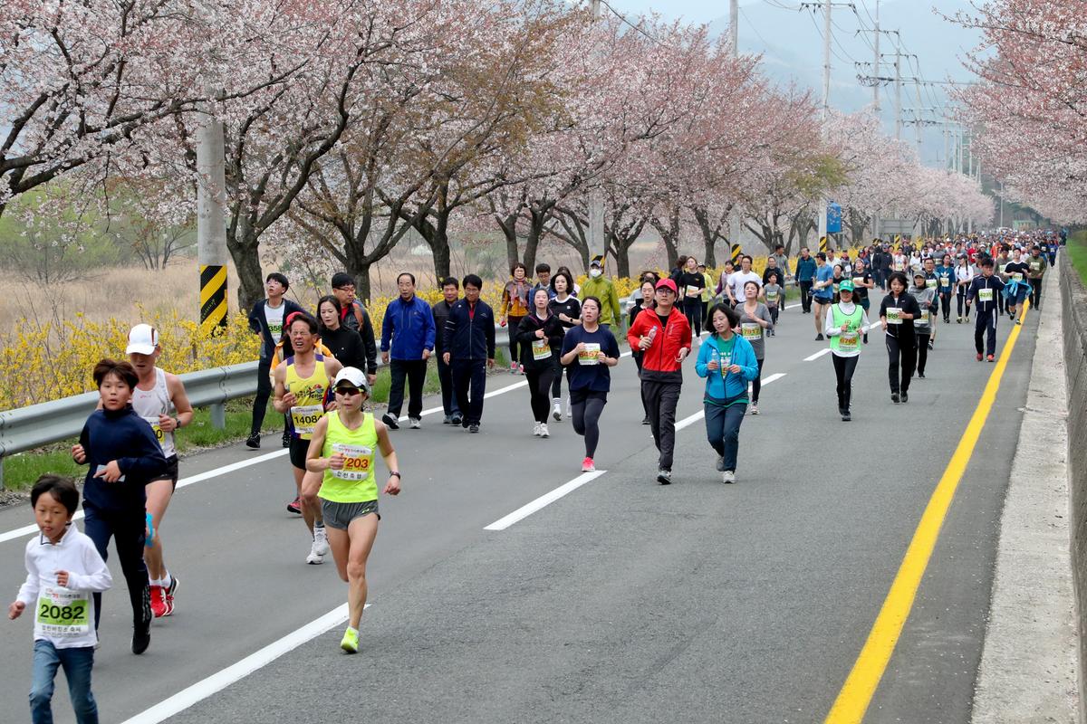 제18회 합천벚꽃마라톤 대회2