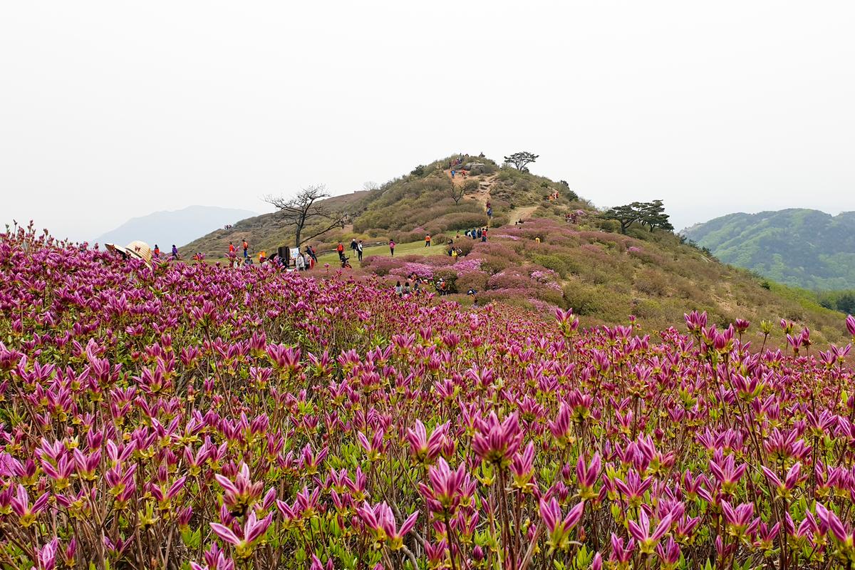 제23회 황매산철쭉제 철쭉제례