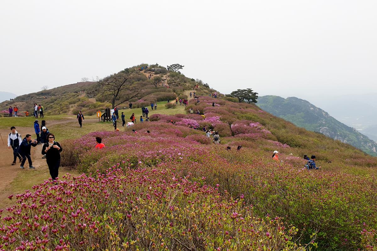 제23회 황매산철쭉제 철쭉제례