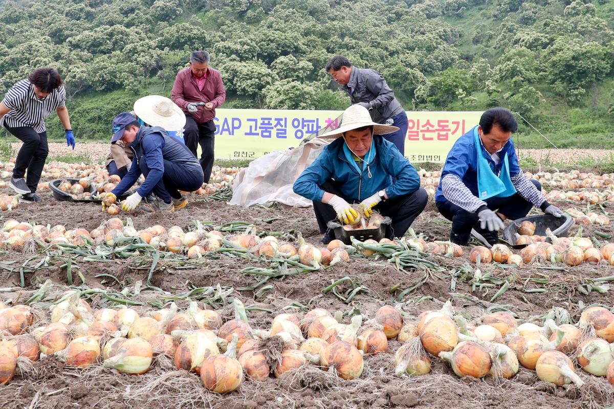 GAP고품질양파 첫 수확 농가일손돕기