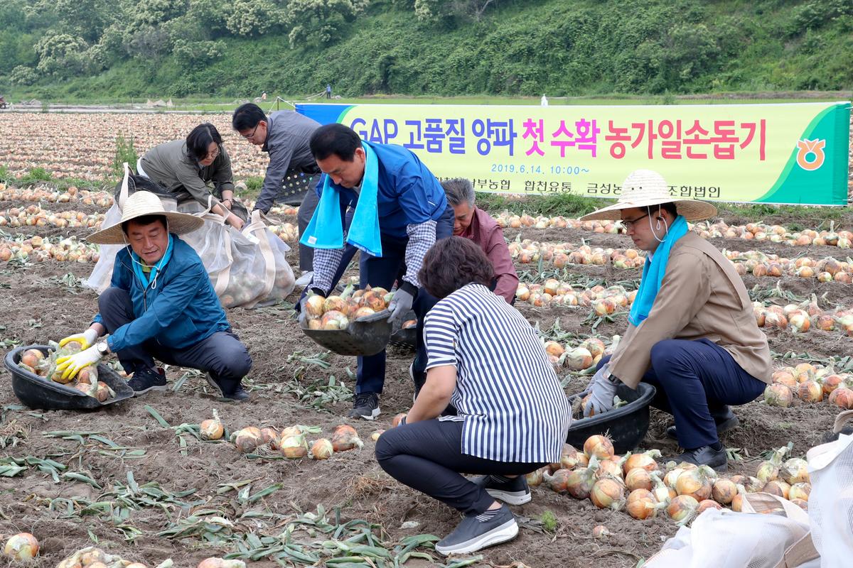 GAP고품질양파 첫 수확 농가일손돕기