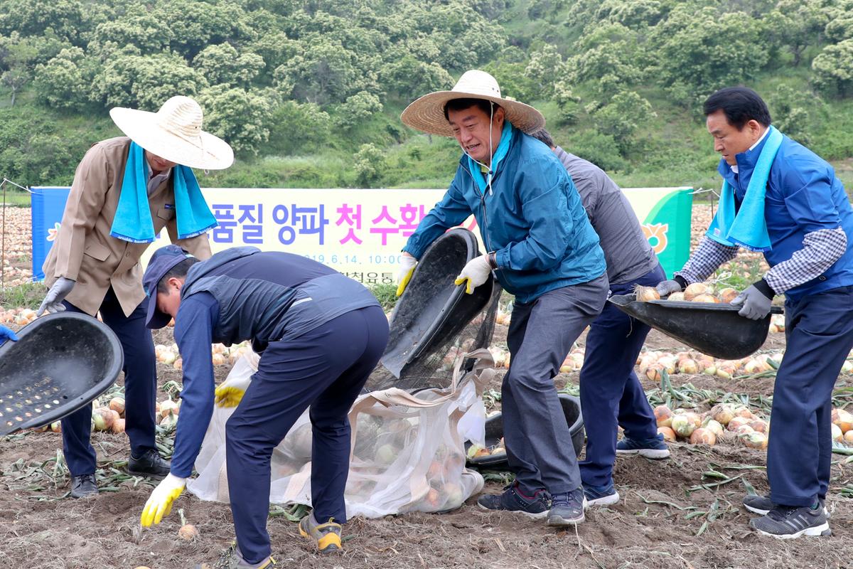 GAP고품질양파 첫 수확 농가일손돕기