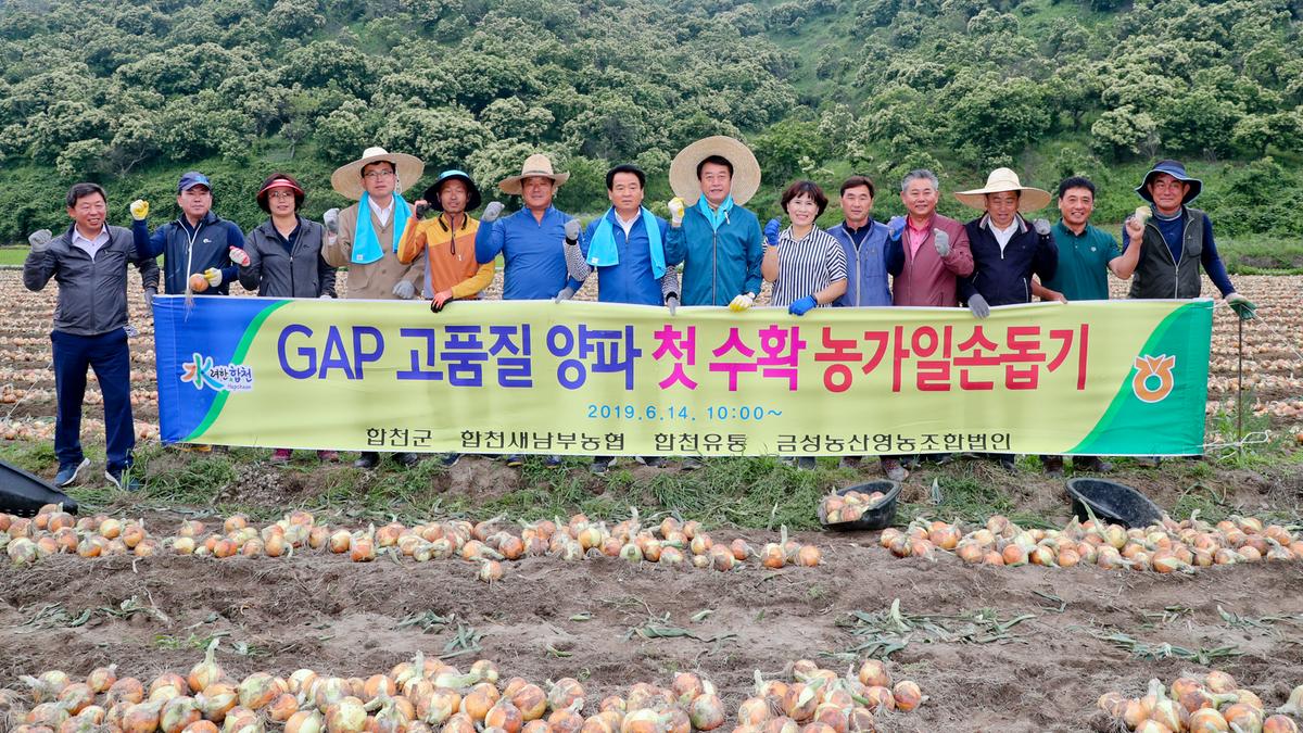 GAP고품질양파 첫 수확 농가일손돕기