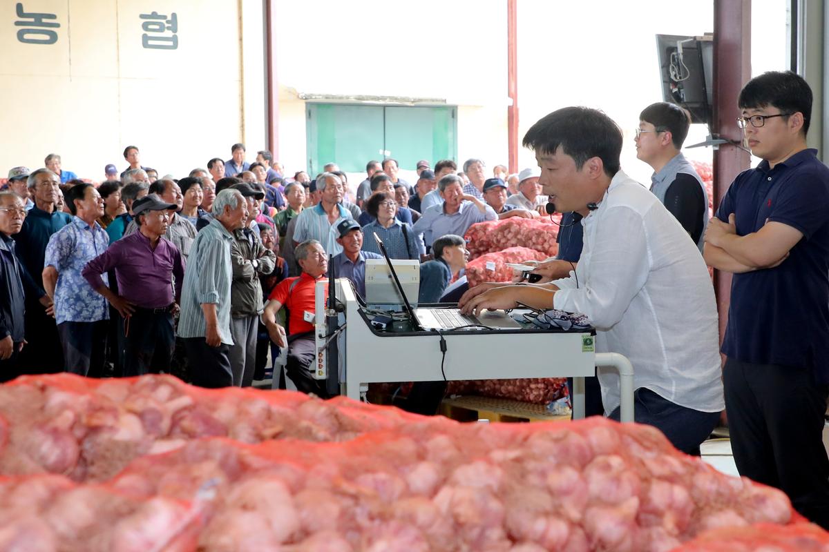 합천동부농협(주) 2019년산 건마늘 초매식