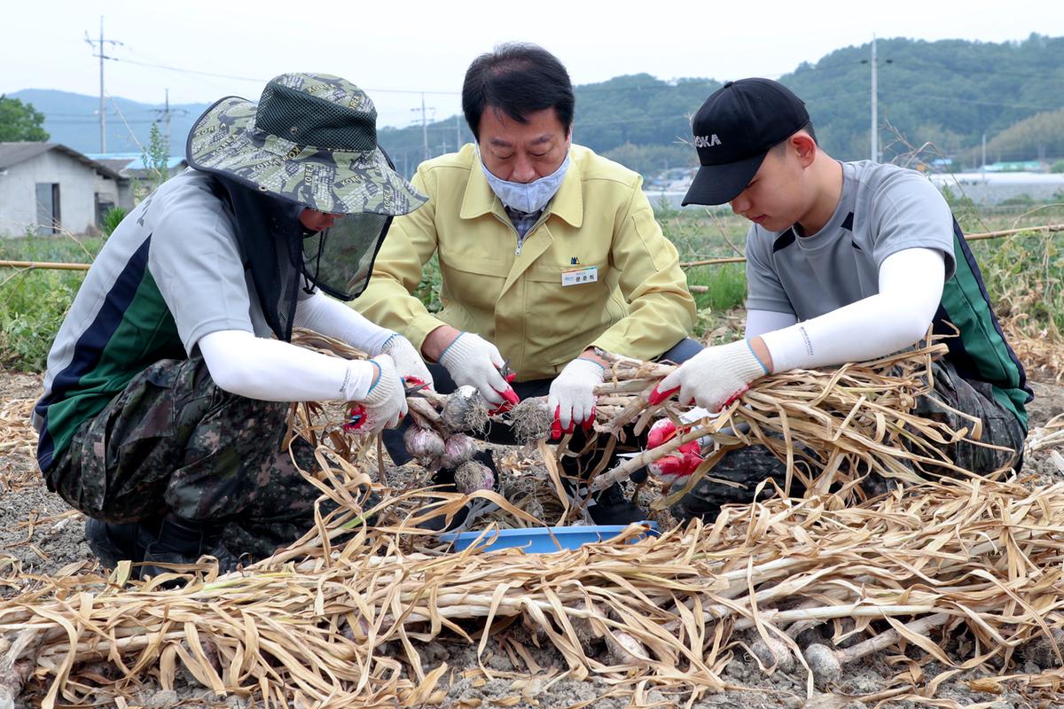문준희군수 육군제39보병사단 합천대대 농촌 일손돕기