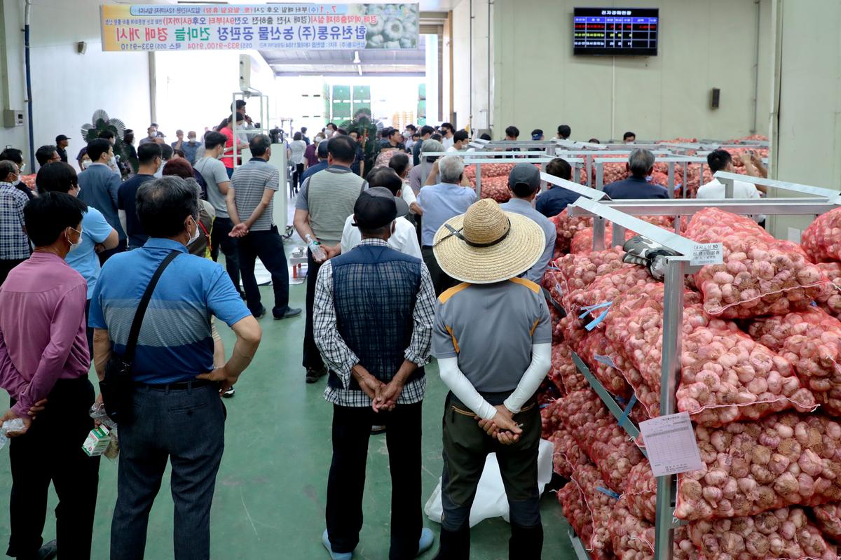 합천유통(주) 건마늘 경매 초매식