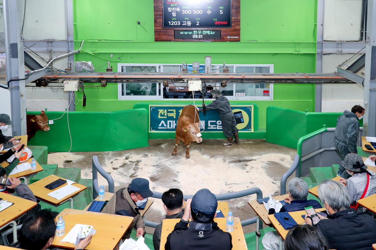 합천축협 한우경매시장 전국최초 비대면경매시스템 도입 행사