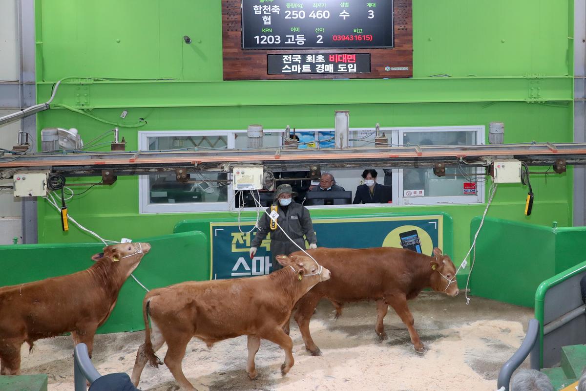 합천축협 한우경매시장 전국최초 비대면경매시스템 도입 행사