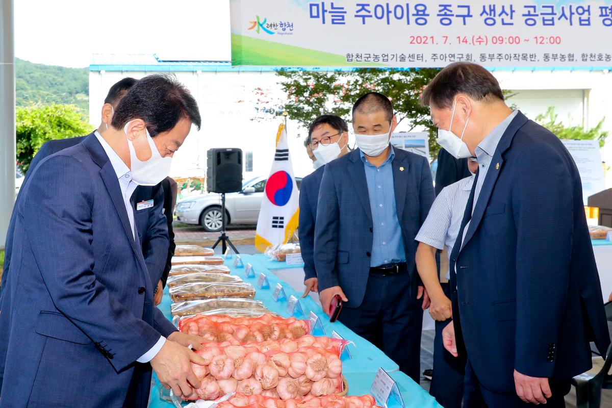 마늘 주아이용 종구 생산 공급체계 구축사업 평가회 개최