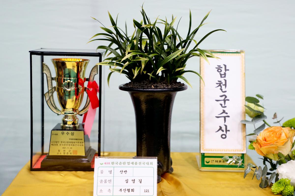 제28회 한국춘란 엽예품 전국대회