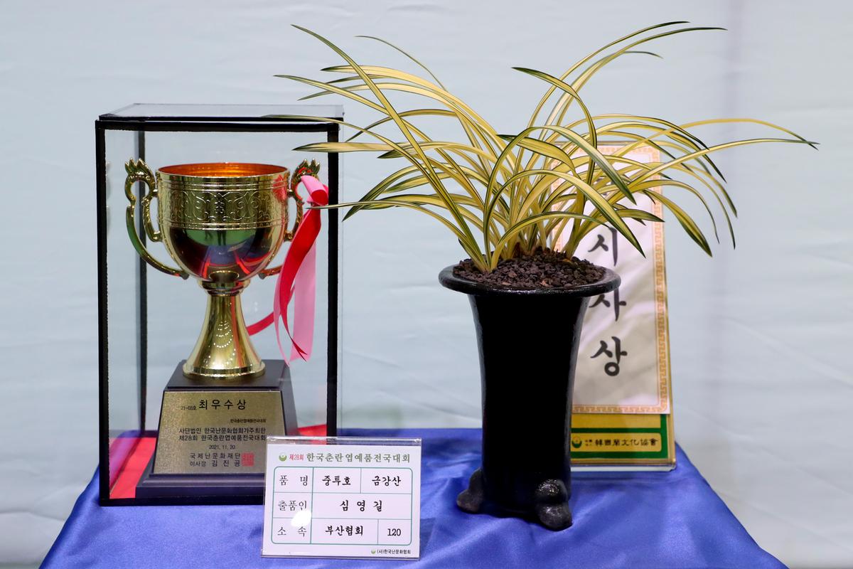 제28회 한국춘란 엽예품 전국대회