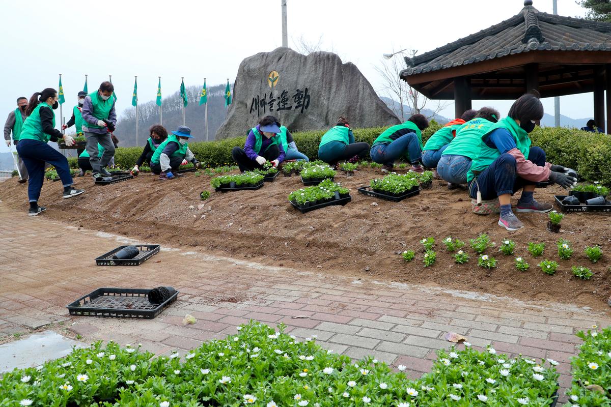 새마을운동 합천군지회 아름다운 합천가꾸기 봄꽃식재